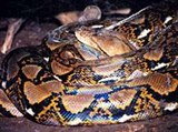 Сетчатый питон (Python reticulatus)