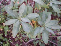 Сибирка алтайская – Sibiraea altaiensis (Laxm.) Schneid.