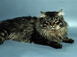 Сибирская кошка (дикого окраса)
