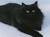 Сибирская кошка (черная)