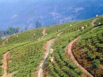 Сикким (чайная плантация)