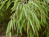 Синарундинария блестящая – Sinarundinaria nitida (Mitford) Naka. (1)