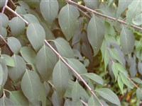 Сирень сетчатая, японская – Syringa reticulata (Bl.) Hara.