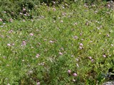 Скабиоза голубиная – Scabiosa columbaria L. (2)
