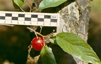 Слива Мансона, дикая гусиная слива – Prunus munsoniana Wight et Hedr.