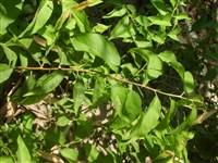 Слива Симона, абрикосовая – Prunus simonii Carr.