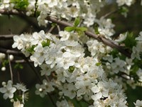 Слива вишнеплодная, растопыренная, русская, алыча, ткемали, миробалан – Prunus cerasifera Ehrh. (1)