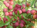 Слива вишнеплодная, растопыренная, русская, алыча, ткемали, миробалан – Prunus cerasifera Ehrh. (2)