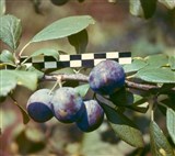 Слива домашняя, европейская – Prunus x domestica L. (2)