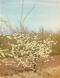 Слива китайская, трехцветковая, японская – Prunus salicina Lindl. (1)