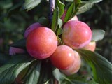 Слива китайская, трехцветковая, японская – Prunus salicina Lindl. (3)