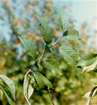 Слива мексиканская – Prunus mexicana Wats.