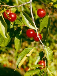 Слива садовая американская – Prunus hortulana Bail.