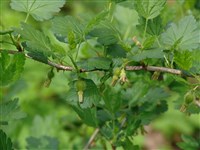 Смородина буреинская, крыжовник буреинский – Ribes burejense F.Schmidt.