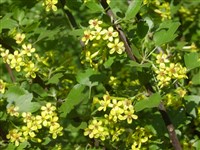 Смородина душистая, золотистая, буффало – Ribes odoratum H.L.