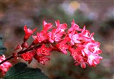 Смородина кроваво-красная – Ribes sanguineum Pursh. (2)