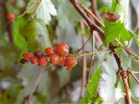 Смородина лесная, обыкновенная, западно-европейская – Ribes silvestre (Lam.) Mert. (1)
