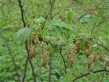 Смородина лесная, обыкновенная, западно-европейская – Ribes silvestre (Lam.) Mert. (2)
