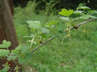 Смородина миссурийская, крыжовник миссурийский – Ribes missouriense Nutt.