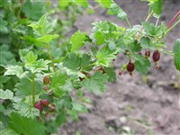 Смородина обыкновенная, крыжовник отклоненный, обыкновенный, европейский – Ribes uva-crispa L.