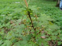 Смородина озерная – Ribes lacustre (Pers.) Poir.