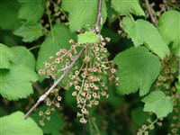 Смородина шелковистая – Ribes x holosericeum Otto & Dietr.