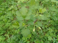 Смородина шиповниковидная, крыжовник шиповниковидный – Ribes cynosbati L. (1)