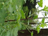 Смородина шиповниковидная, крыжовник шиповниковидный – Ribes cynosbati L. (2)