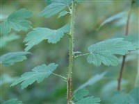 Смородина щетинистая, крыжовник щетинистый – Ribes setosum Lindl.