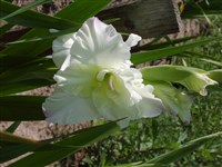 Снежная Королева [Род гладиолус (шпажник) – Gladiolus L.]