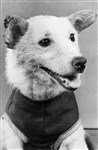 Собака Белка после возвращения из космоса. Август 1960 года
