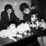 Собака Стрелка с потомством на пресс-конференции. Март 1961 года