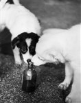 Собака Стрелка. Потомство. Ноябрь 1960 года