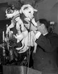 Собаки Белка и Стрелка на пресс-конференции. Август 1960 года