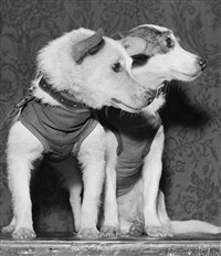 Собаки Белка и Стрелка. Август 1960 года