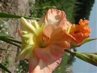 Сокольники [Род гладиолус (шпажник) – Gladiolus L.]