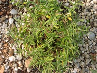 Солнцецвет аппенинский – Helianthemum appeninum (L.) Mill.