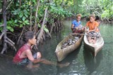 Соломоновы острова (добыча мангровых мидий)
