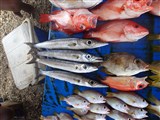 Соломоновы острова (рыбный прилавок)