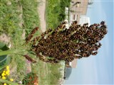 Сорго двуцветное – Sorghum bicolor (L.) Moench. (2)