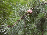 Сосна Банкса – Pinus banksiana Lamb.