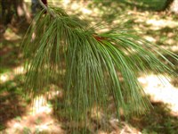Сосна Валиха, гималайская, высокая, Гриффити – Pinus waliichiana A.B.Jackson (1)