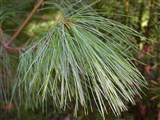 Сосна Валиха, гималайская, высокая, Гриффити – Pinus waliichiana A.B.Jackson (2)