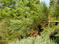 Сосна кедровая европейская, кедр европейский – Pinus cembra L.