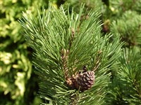 Сосна обыкновенная – Pinus sylvestris L. (1)