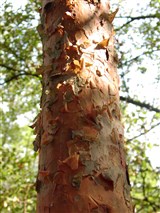 Сосна обыкновенная – Pinus sylvestris L. (2)