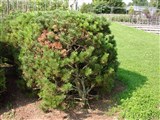 Сосна обыкновенная – Pinus sylvestris L. (3)