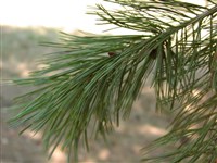Сосна румелийская, балканская, македонская – Pinus peuce Griseb.