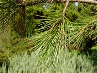 Сосна сибирская, сосна кедровая сибирская, кедр сибирский – Pinus sibirica (Rupr.) Mayr.