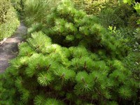 Сосна черная, австрийская – Pinus nigra Arn.